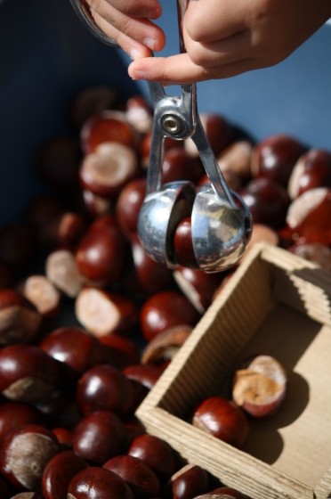 playing with chestnuts