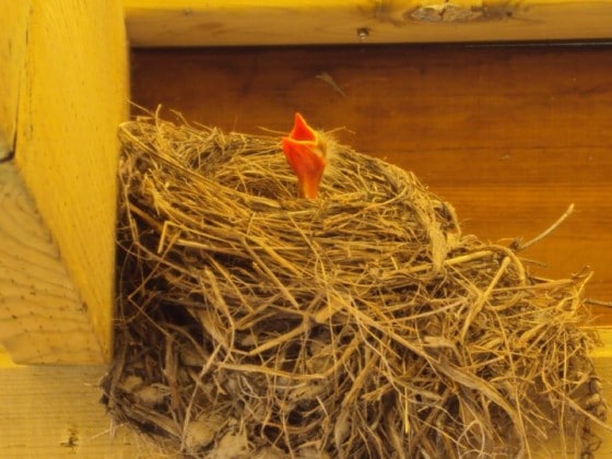 baby robin in nest with beak open