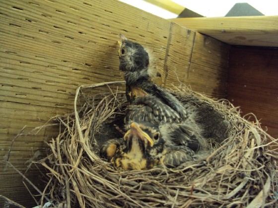 2 baby robins waiting for food