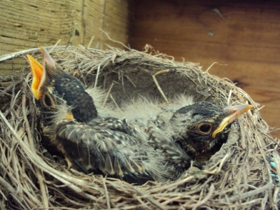 baby robins growing bigger with feathers
