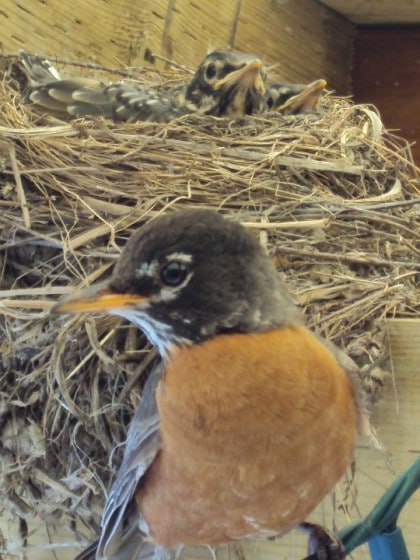close up of parent robin and fledglings