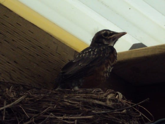 mother robin sitting on nest