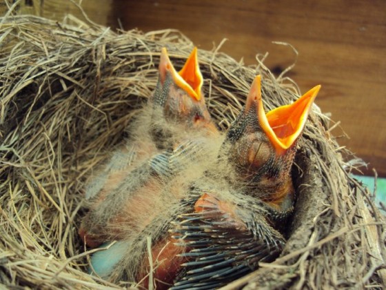 picture of baby robins beak open, wing feathers developing