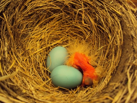 baby robins hatching 