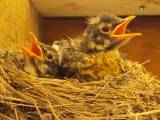 close up of 2 baby robins