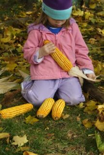 sensory play with corn cobs