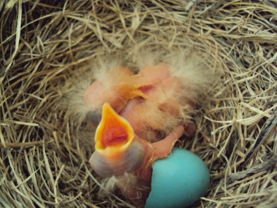 real baby robins hatching in nest