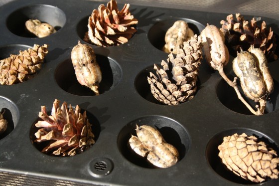 mini muffin tin filled with pine cones and seed pods