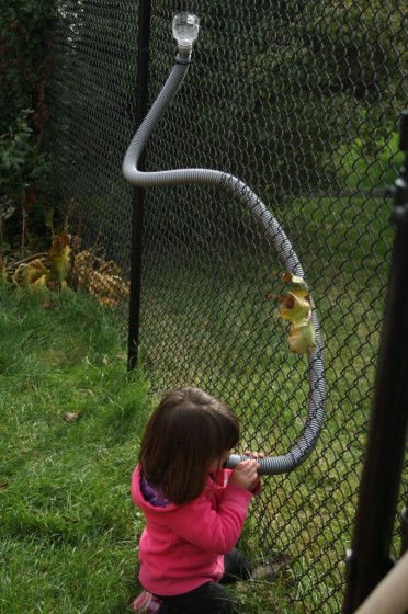 corn run funnels and hoses through chain link fence