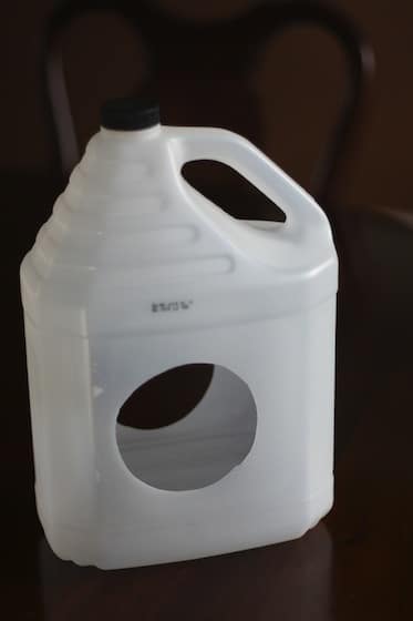 Milk jug with holes cut in side for bird feeder