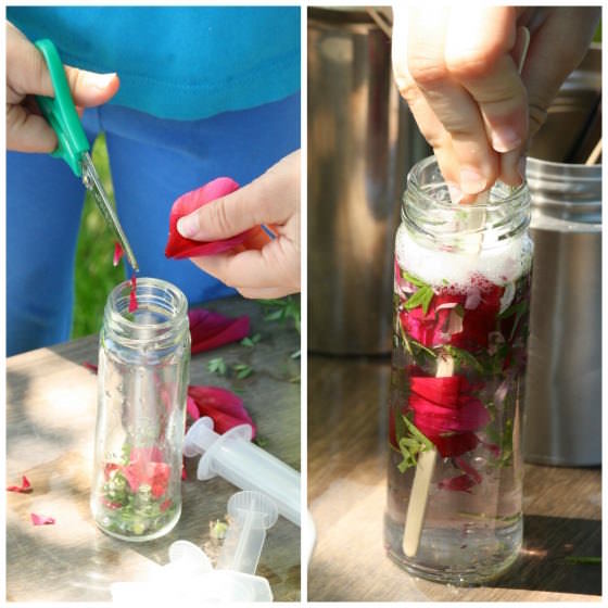 child cutting rose petals into a jar to make perfume