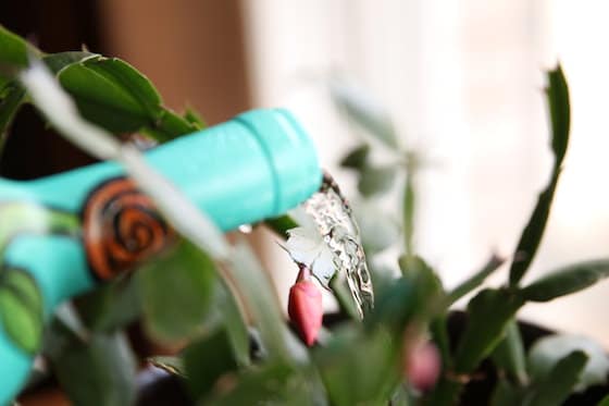 watering plant with wine bottle closeup